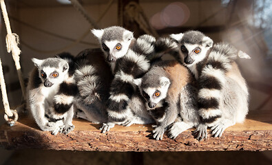 Image showing Group of ring tailed lemur enjoying the sun