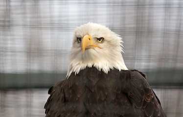 Image showing Bald eagle in captivity