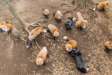 Image showing Group of Fox looking up and waiting for food