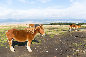 Image showing Horses on farm