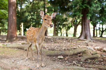 Image showing Young deer walking at a park