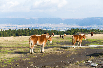 Image showing Crowded Horse farm at highland