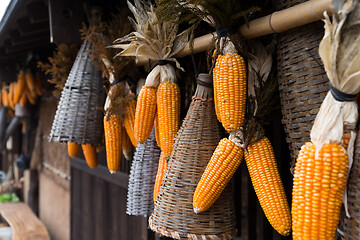 Image showing Dried corn hanging on outdoor