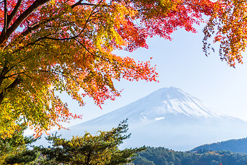 Image showing Fujisan and maple tree in Lake Kawaguchi