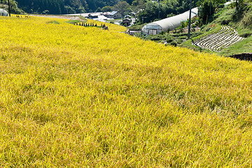 Image showing Paddy Rice meadow