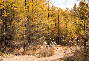 Image showing Forest in Autumn