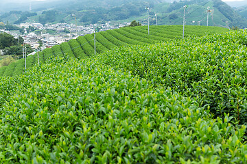 Image showing Tea plantation Cameron 