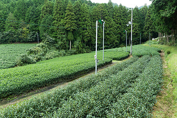 Image showing Green Tea farm