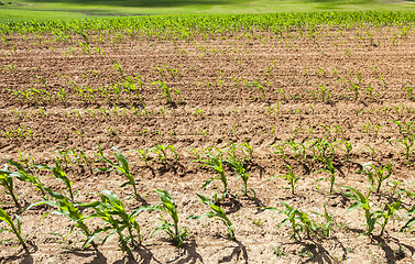 Image showing Young green corn