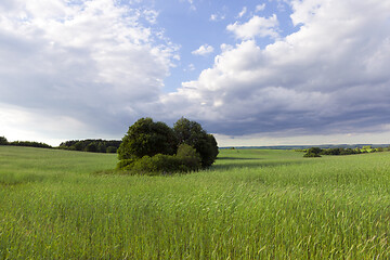 Image showing Green grass