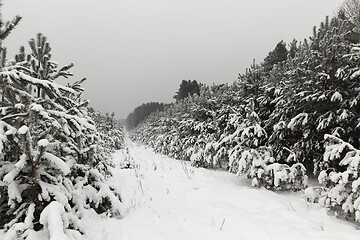 Image showing Snow drifts in winter