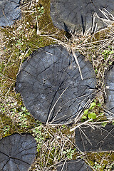 Image showing road of logs