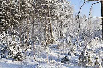 Image showing forest winter landscape