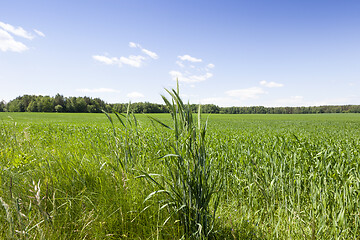 Image showing Field , Close up