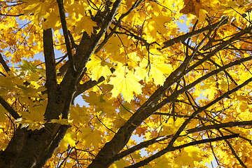 Image showing Yellow maple foliage