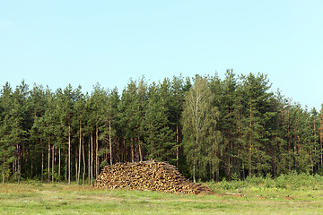 Image showing tree trunks, logging