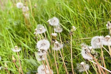 Image showing Dandelions, close up