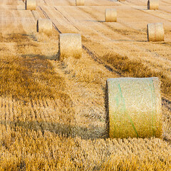 Image showing Wheat Sheaf in a Field