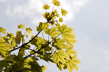 Image showing green leaves