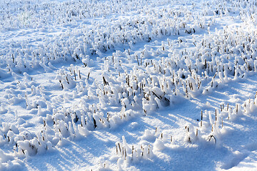 Image showing Snow covered field