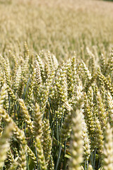 Image showing Wheat ears