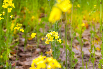 Image showing Rape flower