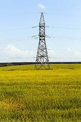 Image showing Yellow rape field