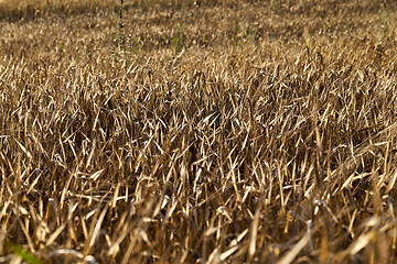 Image showing agricultural field, cereals