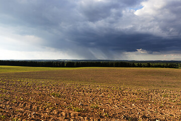 Image showing Field of corn