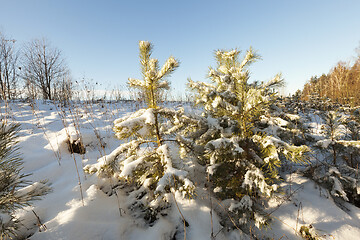 Image showing Covered with snow small pines in the winter season