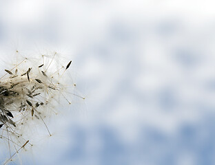 Image showing Dandelion on blue sky