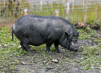 Image showing Pig