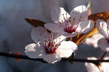 Image showing Close up of fruit flowers in the earliest springtime