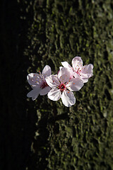 Image showing Close up of fruit flowers in the earliest springtime