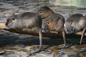 Image showing Water dwelling nutrias