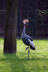 Image showing Crane bird is standing on one foot