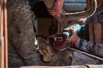 Image showing Cutting antlers of Altaic stag maral