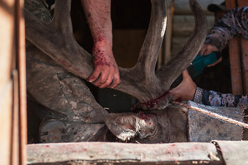 Image showing Cutting antlers of Altaic stag maral