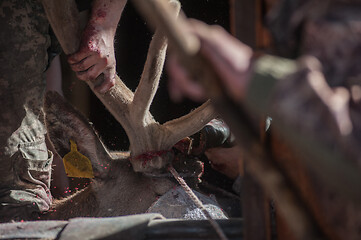 Image showing Cutting antlers of Altaic stag maral