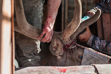 Image showing Cutting antlers of Altaic stag maral