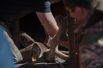 Image showing Cutting antlers of Altaic stag maral