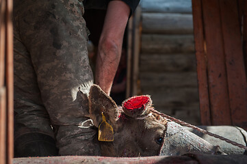 Image showing Cutting antlers of Altaic stag maral