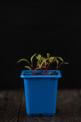 Image showing Pepper growing in a pot