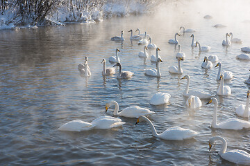 Image showing Beautiful white whooping swans