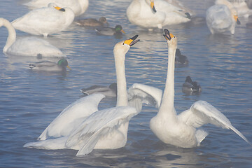 Image showing Beautiful white whooping swans