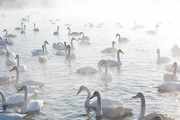 Image showing Beautiful white whooping swans