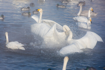 Image showing Beautiful white whooping swans