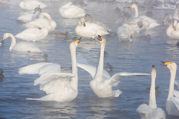 Image showing Beautiful white whooping swans