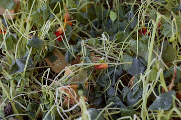 Image showing Nasturtium leaves and flowers killed by frost 