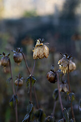 Image showing Dahlia plant killed by frost in winter